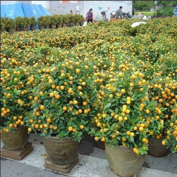 Priyathams Imported Bonsai Lemon Potted Balcony Indore Plant Seed Price In India Buy Priyathams Imported Bonsai Lemon Potted Balcony Indore Plant Seed Online At Flipkart Com