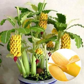 ELIF Imported Mini Rare Dwarf Banana Tree Seeds Mini Bonsai Garden Potted plant Seed Price in India - Buy ELIF Imported Mini Rare Dwarf Banana Tree Seeds Mini Bonsai Garden Potted plant ELIF Imported Mini Rare Dwarf Banana Tree Seeds Mini Bonsai Garden Potted plant Seed Price in India - Buy ELIF Imported Mini Rare Dwarf Banana Tree Seeds Mini Bonsai Garden Potted plant