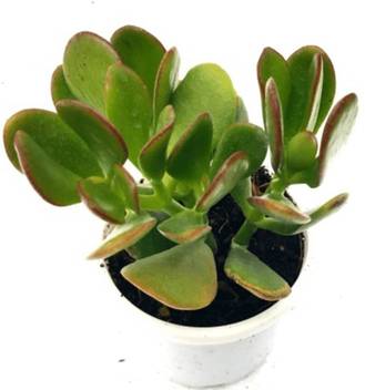 Dooars Nursery Jade Plant Price In India Buy Dooars Nursery Jade Plant Online At Flipkart Com
