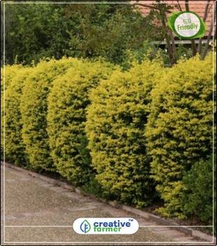 Scarica Gratis Images Creative Farmer Duranta Forget Me Not Bush For Lawn Border Kitchen dernière salutations