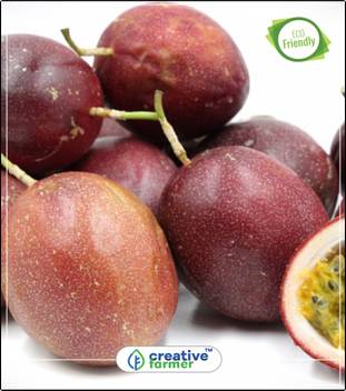 Get Wallpaper Creative Farmer Fruit Seeds Imported Fruit Plant Seeds Passion For iPhone