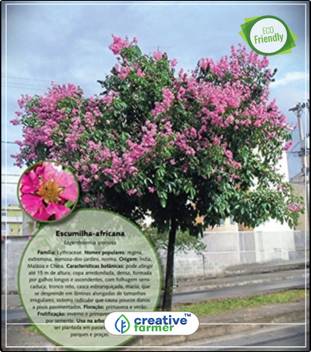 Creative Farmer Jarul Flowering Tree Seeds Kitchen Garden Plant Seeds 10indoor Outdoor Kitchen Garden Plant Seeds Seed Price In India Buy Creative Farmer Jarul Flowering Tree Seeds Kitchen Garden Plant Seeds Jarul din spuza rau te arde.