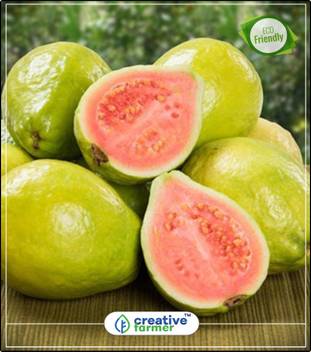 Creative Farmer Kilogram Guava Fruit Seeds For Planting Fruit Seeds Fruit Bonsai Seeds Kitchen Garden Plant Seeds 10indoor Outdoor Kitchen Garden Plant Seeds Seed Price In India Buy Creative Farmer Kilogram