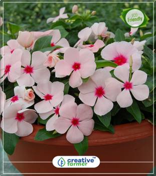 Creative Farmer Vinca Rosea Genus Flowering Plants Kitchen Garden Plant Seeds 20indoor Outdoor Kitchen Garden Plant Seeds Seed Price In India Buy Creative Farmer Vinca Rosea Genus Flowering Plants Kitchen Garden