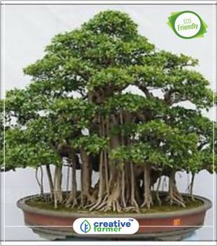 Creative Farmer Sacred Banyan Tree Remarkable Tree Of India Shade Tree Tree Seeds Kitchen Garden Plant Seeds 10indoor Outdoor Kitchen Garden Plant Seeds Seed Price In India Buy Creative Farmer Sacred