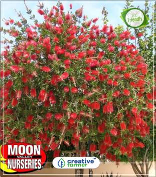 Creative Farmer Calistemon Lanceolatus Showy Red Flower Spikes Flowering Plant Kitchen Garden Plant Seeds 10indoor Outdoor Kitchen Garden Plant Seeds Seed Price In India Buy Creative Farmer Calistemon Lanceolatus Showy Red