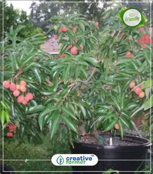 Creative Farmer Dwarf Lychee Tree Seeds Fruit Plant Drawf Kitchen Garden Plant Seeds 5indoor Outdoor Kitchen Garden Plant Seeds Seed Price In India Buy Creative Farmer Dwarf Lychee Tree Seeds Fruit