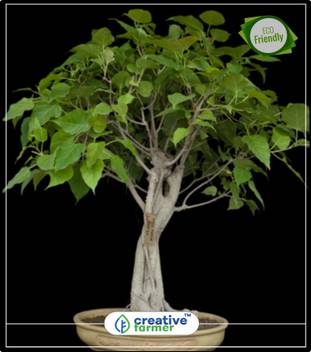 creative farmer High Oxygen Producing Tree Asvattha - Pipal Seeds For Planting Bonsai Suitable Tree Seeds Pack Tree Bonsai Seeds Kitchen Garden Plant Seeds 10Indoor, Outdoor Kitchen Garden Plant Seeds Seed Price creative farmer High Oxygen Producing Tree Asvattha - Pipal Seeds For Planting Bonsai Suitable Tree Seeds Pack Tree Bonsai Seeds Kitchen Garden Plant Seeds 10Indoor, Outdoor Kitchen Garden Plant Seeds Seed Price