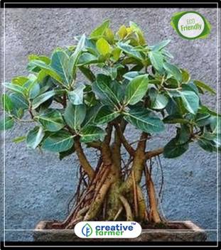 creative farmer Banyan Bonsai Tree - Indian Strangler Fig Tree Seeds Kitchen Garden Plant Seeds 10Indoor, Outdoor Kitchen Garden Plant Seeds Seed Price in India - Buy creative farmer Banyan Bonsai Tree - creative farmer Banyan Bonsai Tree - Indian Strangler Fig Tree Seeds Kitchen Garden Plant Seeds 10Indoor, Outdoor Kitchen Garden Plant Seeds Seed Price in India - Buy creative farmer Banyan Bonsai Tree -
