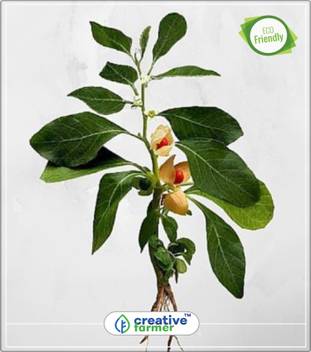 Creative Farmer Ashwagandha Herb Seeds Solanaceae Or Nightshade Family Herb Seeds For Kitchen Garden Kitchen Garden Plant Seeds 20indoor Outdoor Kitchen Garden Plant Seeds Seed Price In India Buy Creative Farmer