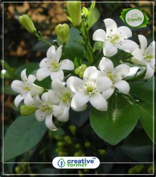 Creative Farmer Tropical Flower Murraya Paniculata Vertical Garden Best Suited Flowering Tree Seeds Kitchen Garden Plant Seeds 10indoor Outdoor Kitchen Garden Plant Seeds Seed Price In India Buy Creative Farmer Remember when vertical gardens first hit the scene?