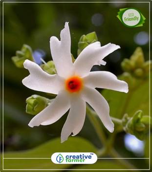 Creative Farmer Coral Jasmine Night Jasmine Nyctanthes Arbor Tristis Queen Flowers Seed Flowering Plants Seeds Kitchen Garden Plant Seeds 5indoor Outdoor Kitchen Garden Plant Seeds Seed Price In India Buy Creative Farmer Coral Jasmine Night Jasmine