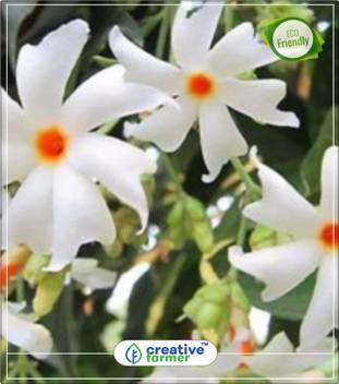 Creative Farmer Harsingar Flowers Parijat Very Aromatic Plants Seeds Flowering Seeds For Summer Kitchen Garden Plant Seeds 5indoor Outdoor Kitchen Garden Plant Seeds Seed Price In India Buy Creative Farmer