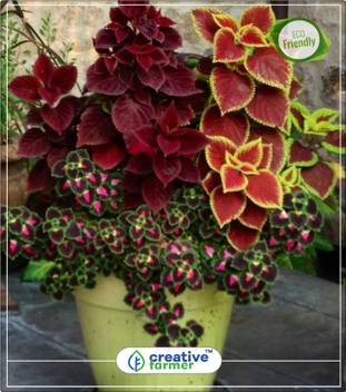 creative farmer velvet ornamental plants seeds coleus plants seeds decorative kitchen garden plant seeds 20indoor outdoor kitchen garden plant