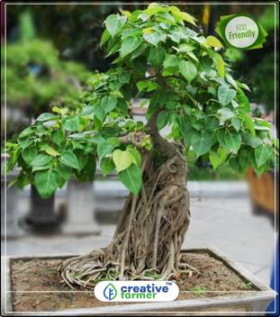 Creative Farmer Air Purification Tree Ficus Caudata Seeds For Sale Bonsai Tree Seeds Tree Bonsai Seeds Kitchen Garden Plant Seeds 10indoor Outdoor Kitchen Garden Plant Seeds Seed Price In India Buy