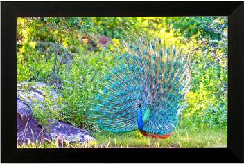 Pintura Dancing Peacock Designer Painting Ink 12 Inch X 18 Inch