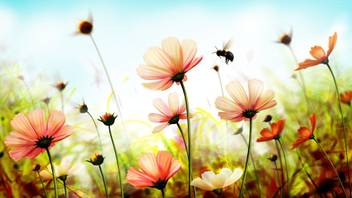 Hd Wallpaper Of Nature And Flowers Wallpaper Wall Decor Poster