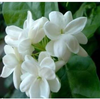 Ojorey Jasmine Plant Price In India Buy Ojorey Jasmine Plant Online At Flipkart Com