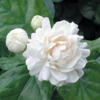 Ojorey Jasmine Plant Price In India Buy Ojorey Jasmine Plant Online At Flipkart Com