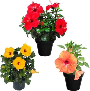 Plantvlant Hibiscus Plant Price In India Buy Plantvlant Hibiscus Plant Online At Flipkart Com