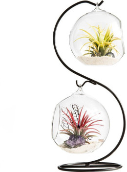 Home Garden Vases 6 X Clear Cone Glass Wall Hanging Flower Vase