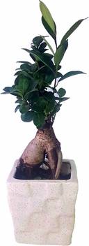 Rgdecor Ficus Plant Price In India Buy Rgdecor Ficus Plant Online At Flipkart Com