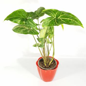 Rgdecor Syngonium Plant Price In India Buy Rgdecor Syngonium Plant Online At Flipkart Com