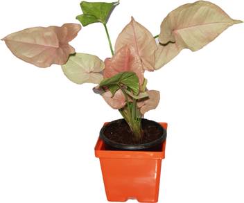 Rgdecor Syngonium Plant Price In India Buy Rgdecor Syngonium Plant Online At Flipkart Com # syngonium plant is also known as arrow head plant because of its distinctively arrow shaped leaves. rgdecor syngonium plant price in india buy rgdecor syngonium plant online at flipkart com