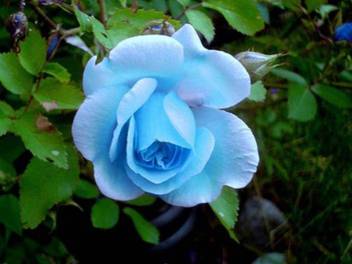 Vs Global Imported Light Blue Rose Flower Plant 50 Per Packet Seed Price In India Buy Vs Global Imported Light Blue Rose Flower Plant 50 Per Packet Seed Online At Flipkart Com