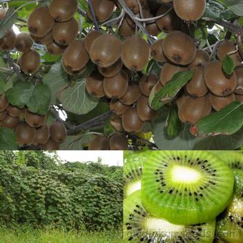 M Tech Gardens Rare Kiwi Fruit Plant Price In India Buy M Tech Gardens Rare Kiwi Fruit Plant Online At Flipkart Com
