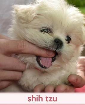 Shih Tzu Buy Shih Tzu By Baldwin M L At Low Price In India