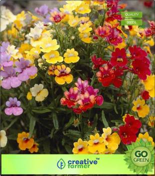 Creative Farmer Nemesia Sundrops Mixed Maxi Plugs Seed Price In India Buy Creative Farmer Nemesia Sundrops Mixed Maxi Plugs Seed Online At Flipkart Com