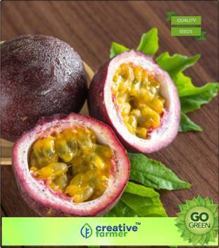 Get Wallpaper Creative Farmer Fruit Seeds Hybrid Purple Passion Fruit Kaveri For Android