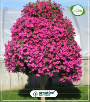 Wallpaper Creative Farmer Petunia Grandiflora 5 Colors Pot Planting Flower For iPhone Free