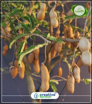 Creative Farmer Fruit Seeds Tamarind Tree Seeds For Growing Fruit Seeds For Home Depot Bonsai Plant Seeds Fruit Bonsai Seeds Kitchen Garden Plant Seeds 10indoor Outdoor Kitchen Garden Plant Seeds Seed Price