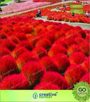 Creative Farmer Kochia Scoparia Plant Seeds Seed Price In India Buy Creative Farmer Kochia Scoparia Plant Seeds Seed Online At Flipkart Com