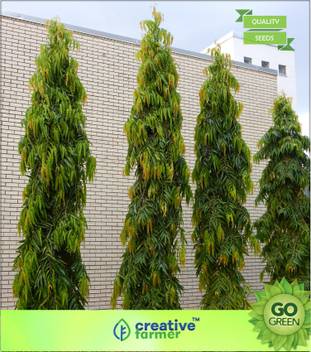 Creative Farmer False Ashoka Aranamaram Asopalav Nettilinkam Debdaru Seed Price In India Buy Creative Farmer False Ashoka Aranamaram Asopalav Nettilinkam Debdaru Seed Online At Flipkart Com The metamorph is going to be affected by your map mods and the map tree node says more damage, meaning it adds 50% of what it got due to all map mods on top the already increased dmg.