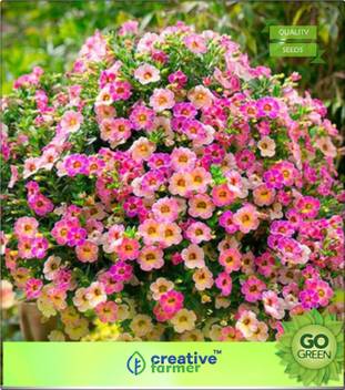 Wallpaper Petunia plant seeds Free HD