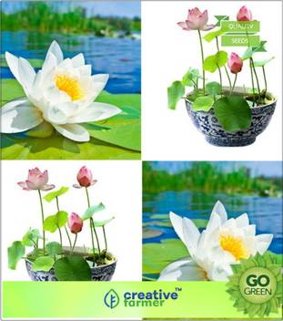 Creative Farmer Lotus Flower Seeds Mixed Colour Seed Price In India Buy Creative Farmer Lotus Flower Seeds Mixed Colour Seed Online At Flipkart Com