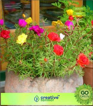 Creative Farmer Nau Bajiya 9 O Clock Flower Seed Price In India Buy Creative Farmer Nau Bajiya 9 O Clock Flower Seed Online At Flipkart Com