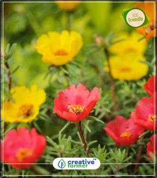 Creative Farmer Fast Growing Annual Plant Time Flower Succulents Plant Seeds For Pot Kitchen Garden Plant Seeds 20indoor Outdoor Kitchen Garden Plant Seeds Seed Price In India Buy Creative Farmer Fast Growing