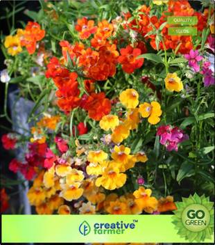 Creative Farmer Nemesia Carnival Mixed Variety Seed Price In India Buy Creative Farmer Nemesia Carnival Mixed Variety Seed Online At Flipkart Com