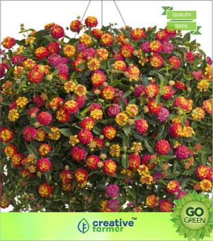 Creative Farmer Spanish Flag Hanging Pots Flower Seed Seed Price In India Buy Creative Farmer Spanish Flag Hanging Pots Flower Seed Seed Online At Flipkart Com