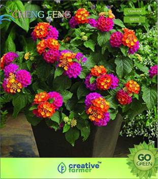 Creative Farmer Rare Holland Rainbow Flower Home Garden Rare Flower Seeds Colorful Lantana Seeds Seed Price In India Buy Creative Farmer Rare Holland Rainbow Flower Home Garden Rare Flower Seeds Colorful