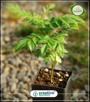 creative farmer Plant For Home Curry Leaf Karivepillai - Murraya Koenigii Plant Seeds Seeds For Planting Garden creative farmer Plant For Home Curry Leaf Karivepillai - Murraya Koenigii Plant Seeds Seeds For Planting Garden