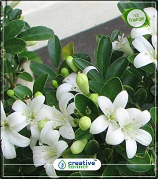 Creative Farmer Kamini Kusum Flowering Tree Seeds Kitchen Garden Plant Seeds 10indoor Outdoor Kitchen Garden Plant Seeds Seed Price In India Buy Creative Farmer Kamini Kusum Flowering Tree Seeds Kitchen Garden