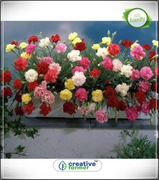Creative Farmer Heavenly Flower Plants Seeds Exotic Kitchen Garden Plant Seeds 20indoor Outdoor Kitchen Garden Plant Seeds Seed Price In India Buy Creative Farmer Heavenly Flower Plants Seeds Exotic Kitchen Garden