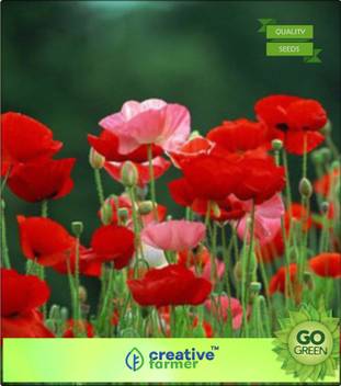 Creative Farmer Red Weed Seed Price In India Buy Creative Farmer Red Weed Seed Online At Flipkart Com Seeds all categories deals alexa skills amazon devices amazon fashion amazon fresh amazon pantry appliances apps & games baby beauty books car & motorbike clothing. flipkart