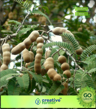 10 Sweet Tamarind Seeds Thai Herbs