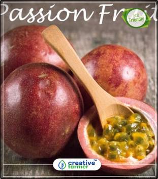 Get Wallpaper Creative Farmer Seeds Of Fruits Tropical Purple Passion Fruit Desktop Wallpaper